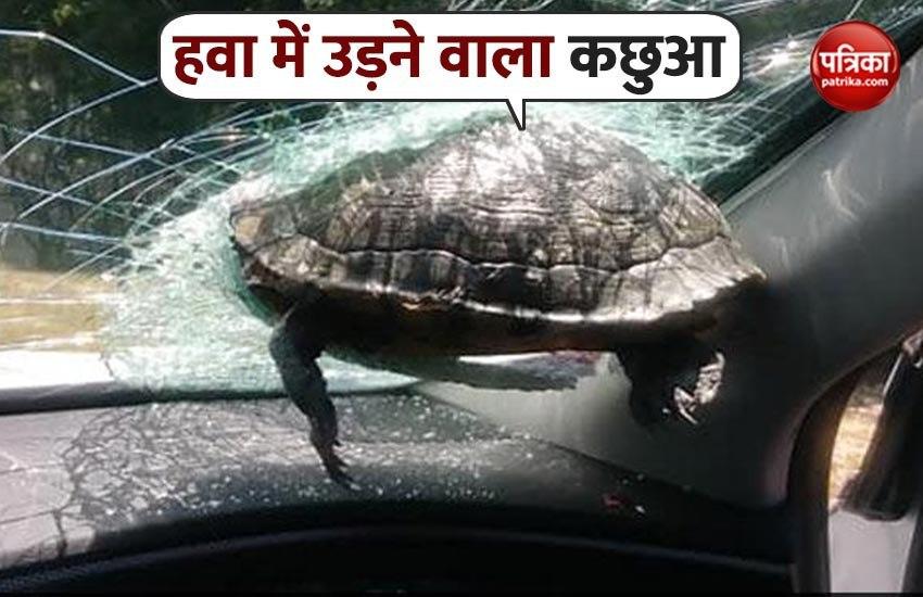 Turtle crashes through Georgia driver's windshield, Video viral