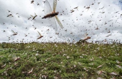 कोरोना के साथ टिड्डियों का आतंक