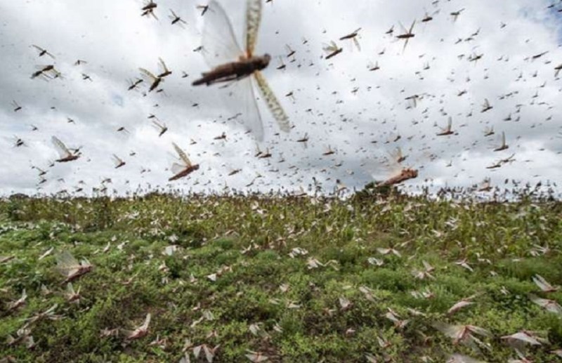 कोरोना के साथ टिड्डियों का आतंक