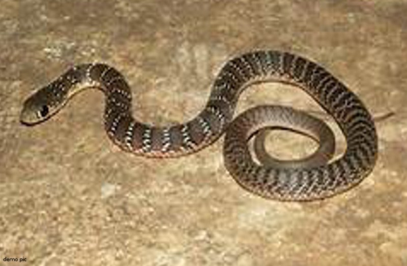 क्वारंटाइन सेंटर में सो रही महिला को सांप ने काटा, मचा हड़कंप, महिला की जांजगीर अस्पताल में ईलाज जारी