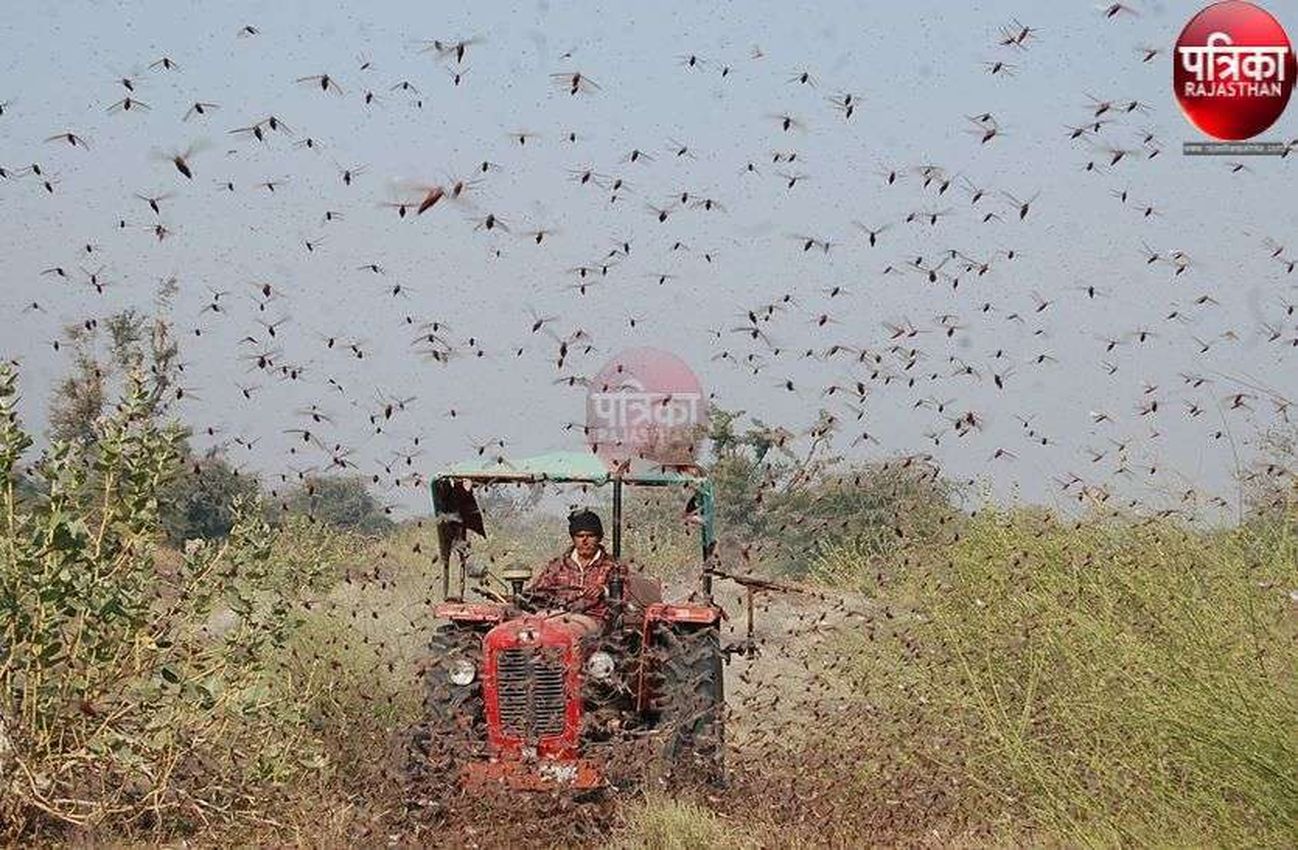 locust movement: बारिश में टिड्डी के अंडे देने की आशंका से प्रशासन अलर्ट