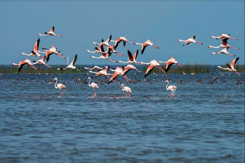 Restored Chilika Lake benefitted over 2 lakh fishermen: IIT-M