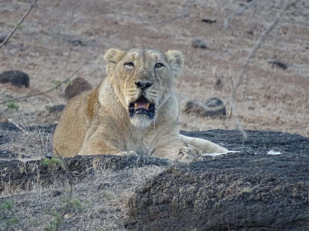 Gujarat: एक दिन में चार शेरों के शव मिले