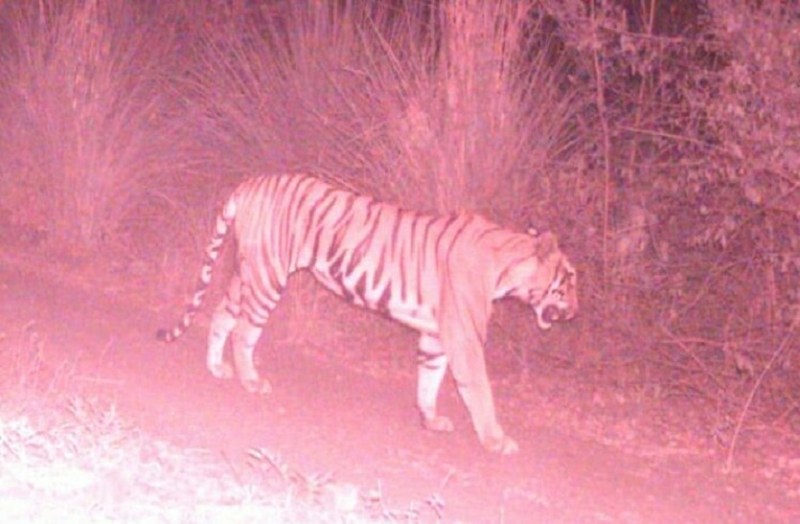कैमरे में कैद हो रही बाघिन लेकिन वन विभाग की पकड़ से है दूर