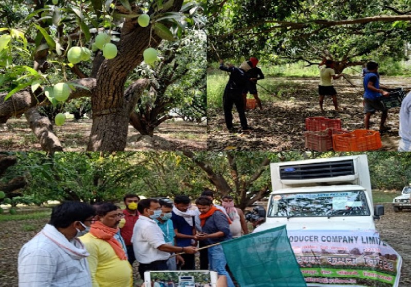 संयुक्त अरब अमीरात में छाया बनारसी लंगड़ा और बनारसी दशहरी का जलवा, पहली बार होगा एक्सपोर्ट