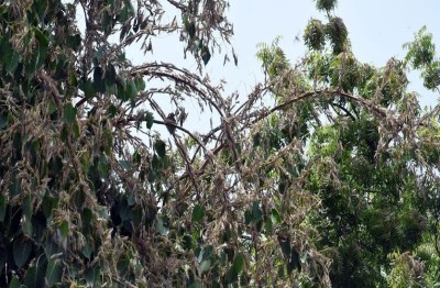 राजस्थान-एमपी बॉर्डर पर टिड्डियों का जमावड़ा, स्पेशल टीम भेजी