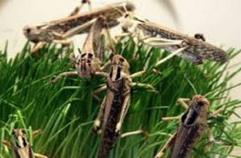 Alert in Maharashtra and Madhya Pradesh border areas in view of potential attack of grasshopper team