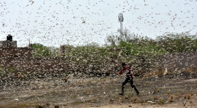 शहरी क्षेत्र में दिन भर मंडराती रही टिड्डियां
