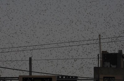 टिड्डी दल का हमला, मचा हड़कम्प