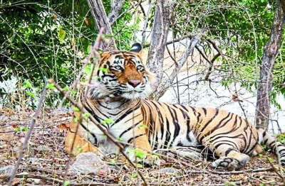 रणथम्भौर में बढ़ सकता है बाघों का कुनबा, जल्द गूंजेगी किलकारी