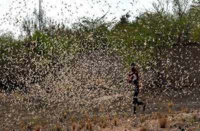 प्रदेश के अधिकांश जगहों पर छितराए टिड्डी दल