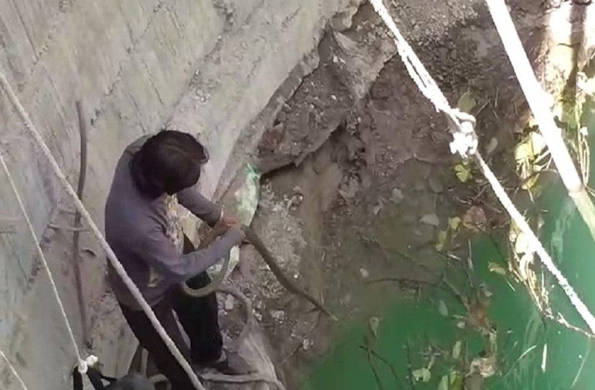 Video: Man Risks His Life To Rescue snake