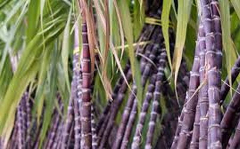 Sugarcane juice benefits