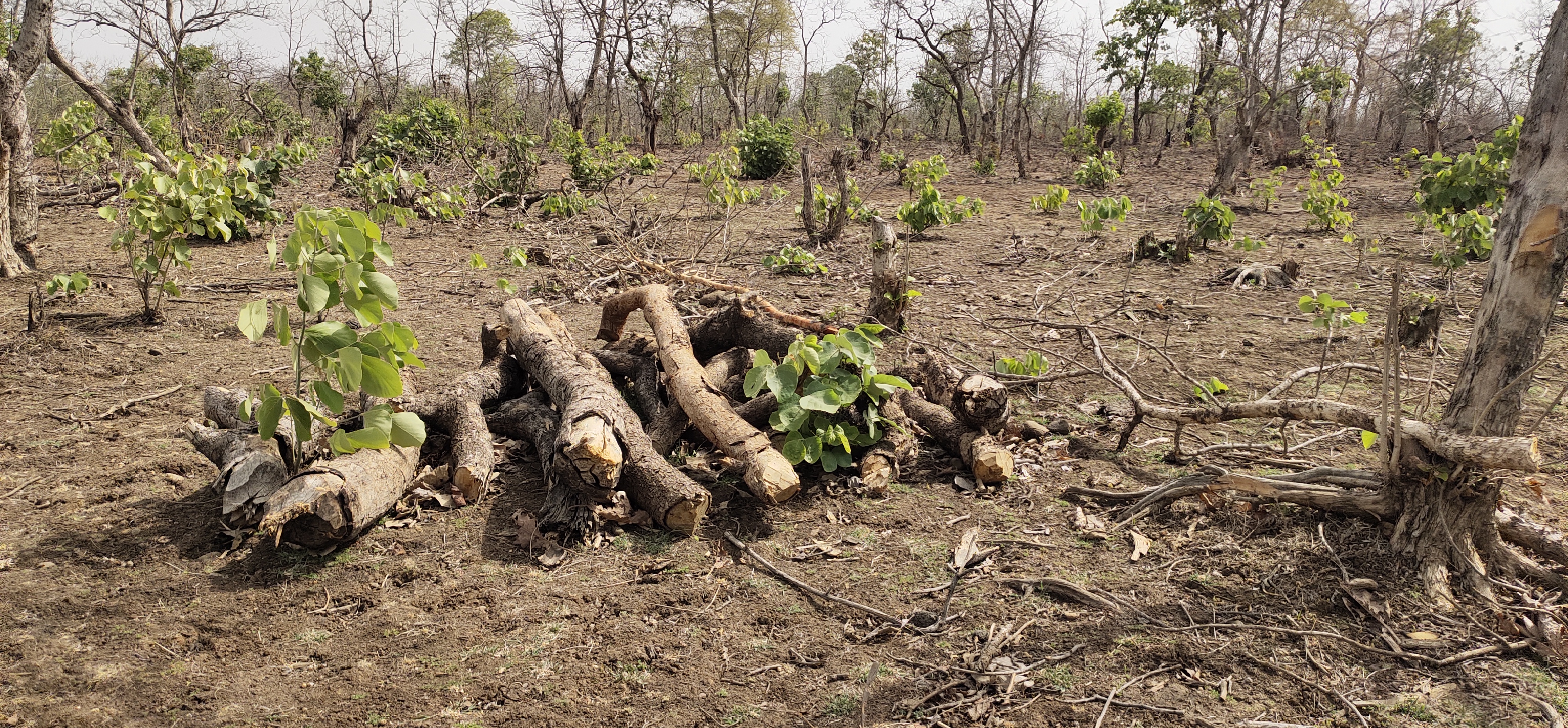 लटेरी में जंगल काटकर मैदान बनाने की साजिश, पेड़ काटकर, जलाकर खत्म कर रहे जंगल