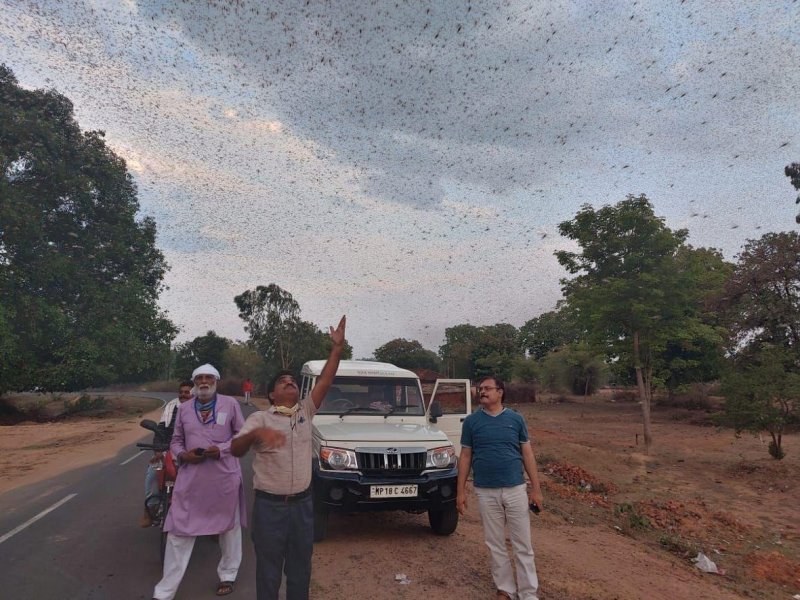 शहडोल पहुंचा टिड्डी दल, देवरी गांव में दी दस्तक