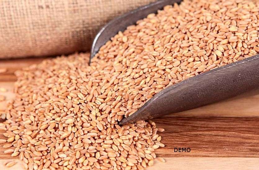 Wheat being sold up to 6 thousand rupees quintal in bhilwara