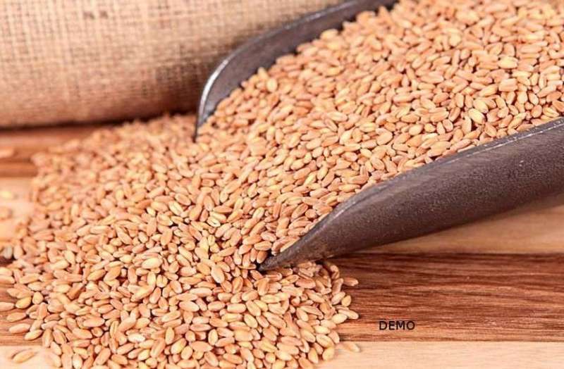 Wheat being sold up to 6 thousand rupees quintal in bhilwara