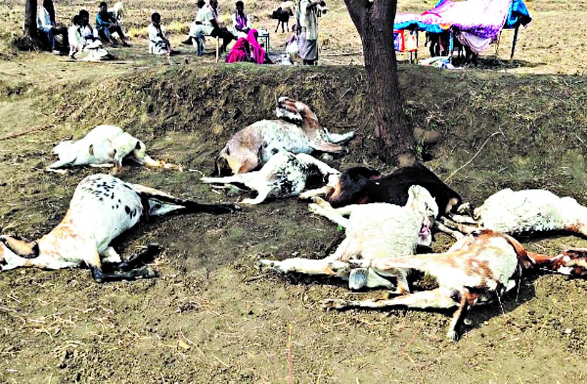 Financial assistance given to cattle rearers on the death of goats due to lightning ...