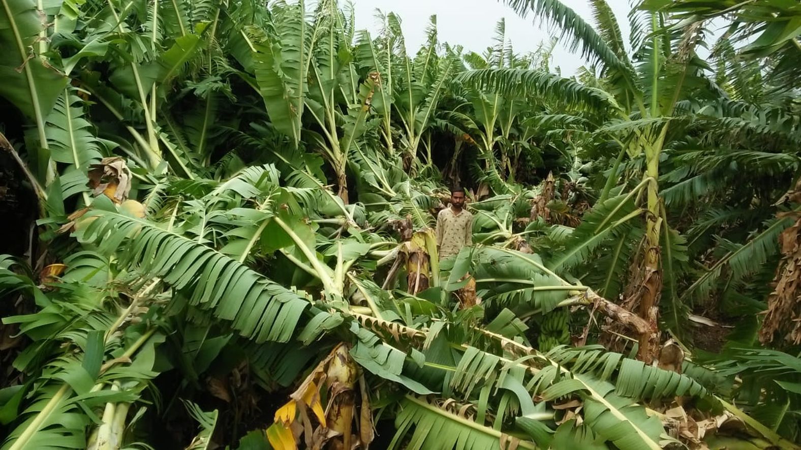 damaged banana crop in burhanpur
