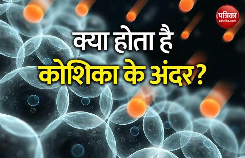 Nanodevices Track Cells From the Inside, Show How They Develop With Time