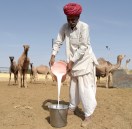 अभिभावकों ने बताई ऊंटनी के दूध की औषधीय महत्ता