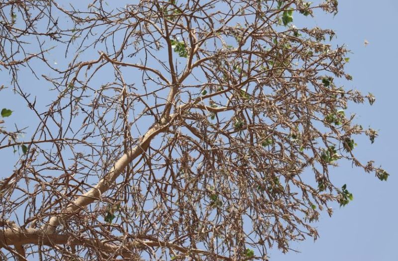 टिड्डी दल को भगाने के लिए कृषि विभाग खड़ेे-खड़े बजाएगा थाली, न कीटनाशक न ही संसाधन