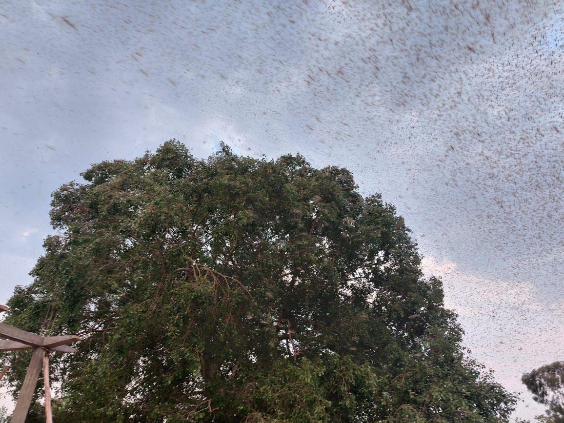 शहडोल से उमरिया व सीधी की ओर रवाना हुआ टिड्डी दल