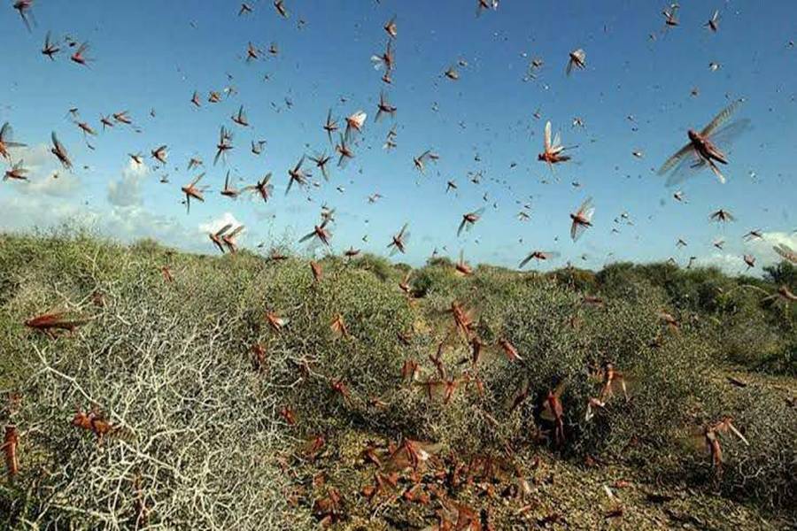 threat of big locust swarm from pakistan to enter into indian border