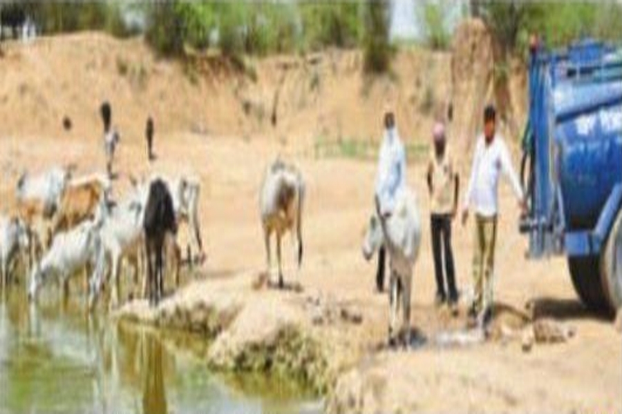 water supply for stray animals in jodhpur