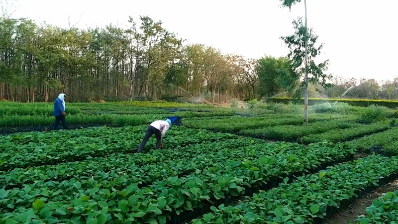 4 lakh saplings ready in Khandwa's Ropani