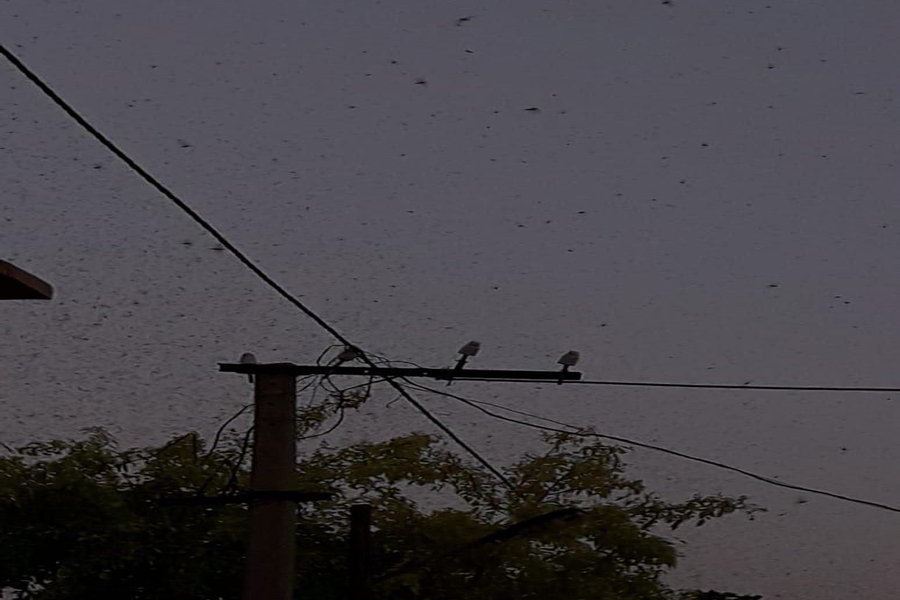 locust attack in chhattisgarh and jharkhand