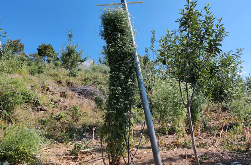 देवभूमि के किसान का कमाल, उगाया दुनिया का सबसे लंबा धनिये का पौधा, गिनीज वर्ल्ड रिकॉर्ड में नाम दर्ज