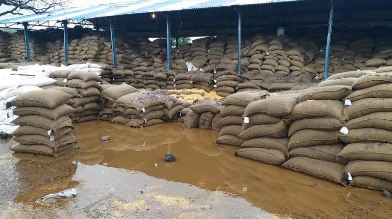 कहीं दाने-दाने को मोहताल, कहीं बारिश में खराब हो रहा लाखों कुंतल अनाज