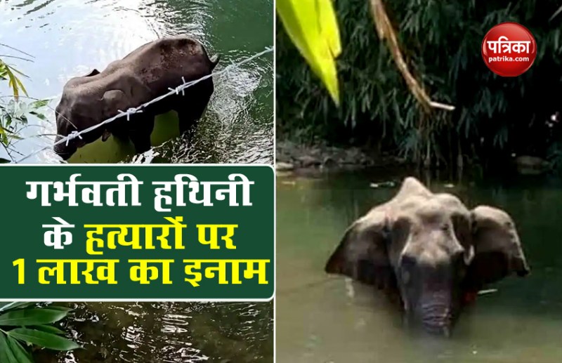 गर्भवती हथिनी के हत्यारों का सूचमा देने वालों को मिलेगा 1 लाख रुपए, WhatsApp नंबर हुआ जारी