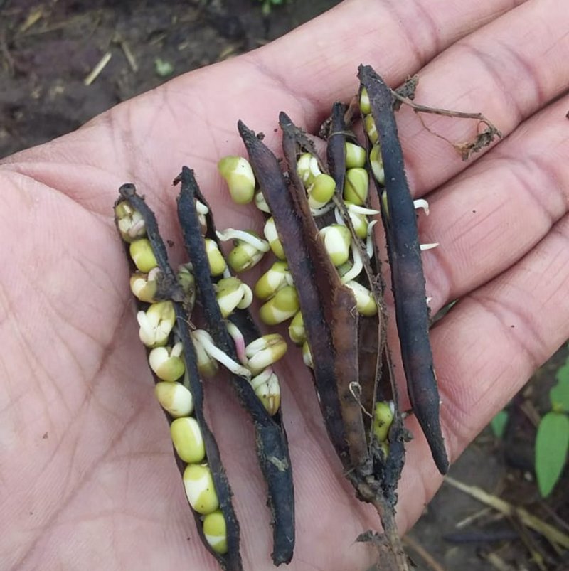 बारिश से मूंग की फसल में होने लगा अंकुरण