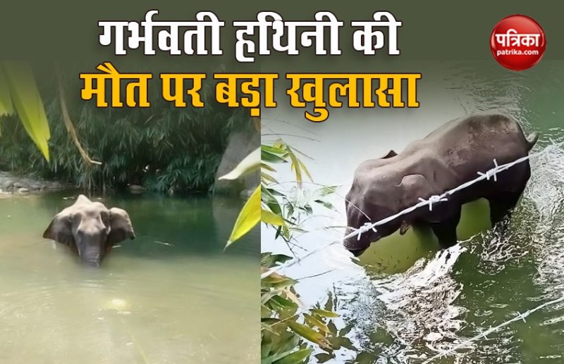 Kerala elephant death