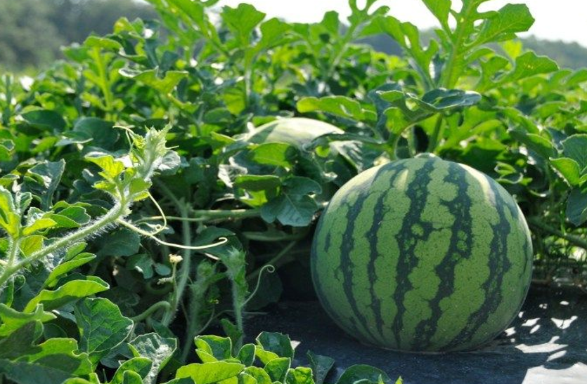 खाना है बिना बीज का तरबूज तो आइए यहां, मीठा होने के साथ है बड़ा फायदेमंद