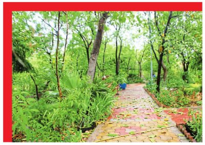 बंजर भूमि पर किया पौधरोपण, आज 20 हजार पेड़ों से कॉलोनी को राहत