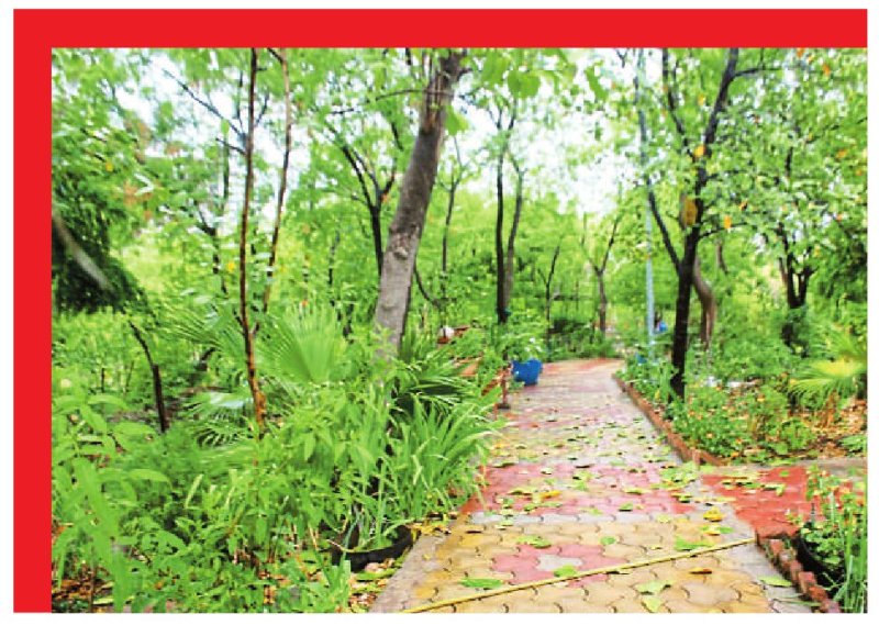 बंजर भूमि पर किया पौधरोपण, आज 20 हजार पेड़ों से कॉलोनी को राहत