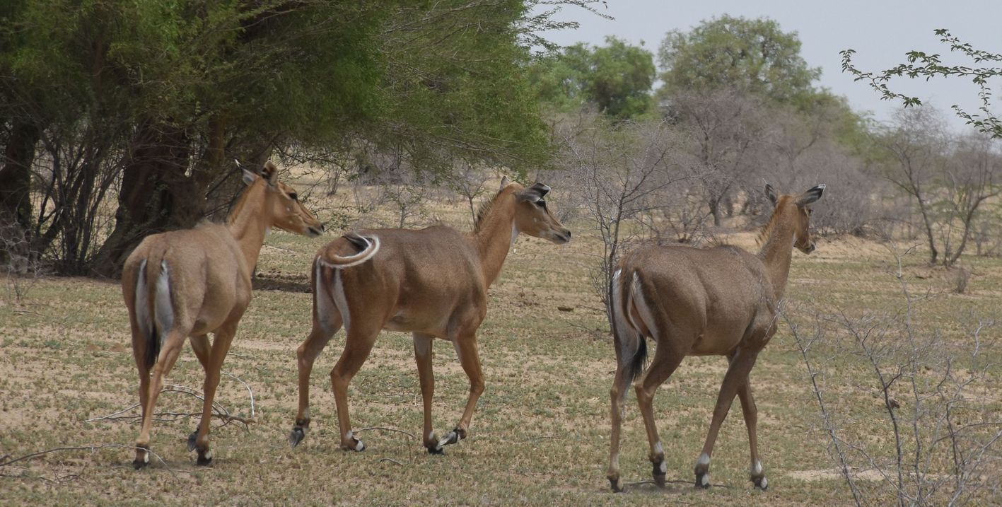 कुनबे सहित दिखे वन्यजीव, मचान व पेड़ के नीचे बैठकर की गणना