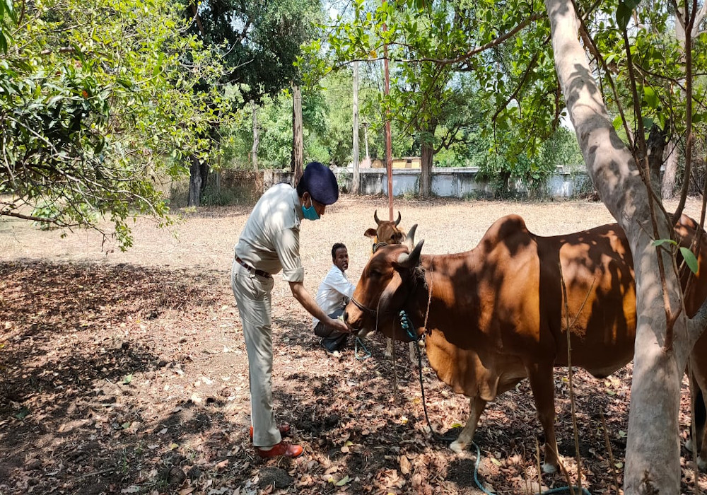 एसपी के संग बच्चों ने गाय को गुड़ खिलाकर मनाया मुख्यमंत्री योगी का जन्मदिन