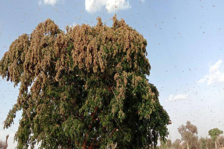 locust swarm in jodhpur, people started spraying pesticides