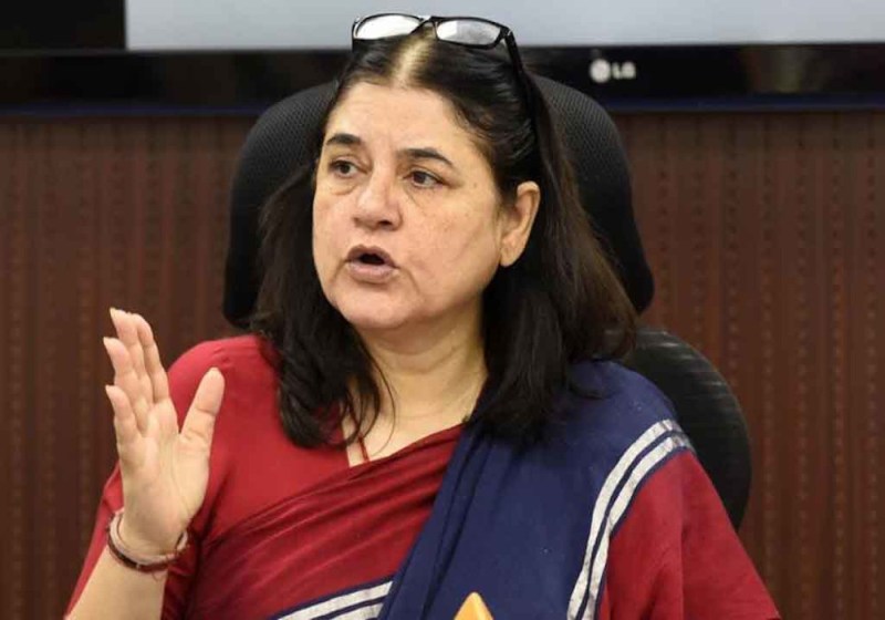 मेनका गांधी का बयान, केरल में हर साल मारे जा रहे 600 हाथी, मंदिर में रखे जाते हैं भूखे प्यासे