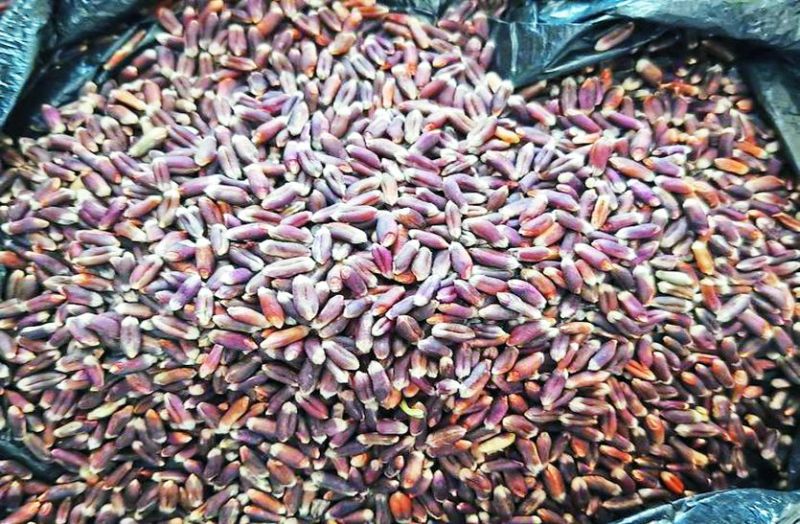 सुनहरे गेहूं के बाद अब चमकेगा ‘ब्लैक व्हीट’