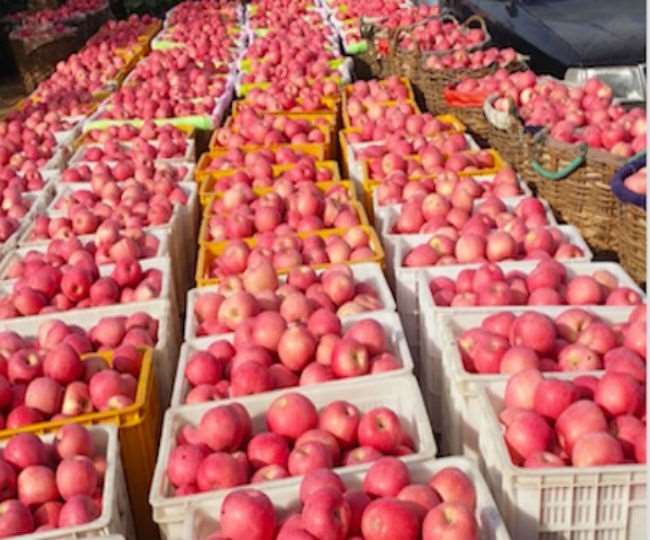 Apple cultivation has strong prospects in Jabalpur