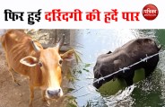 cow1.jpg