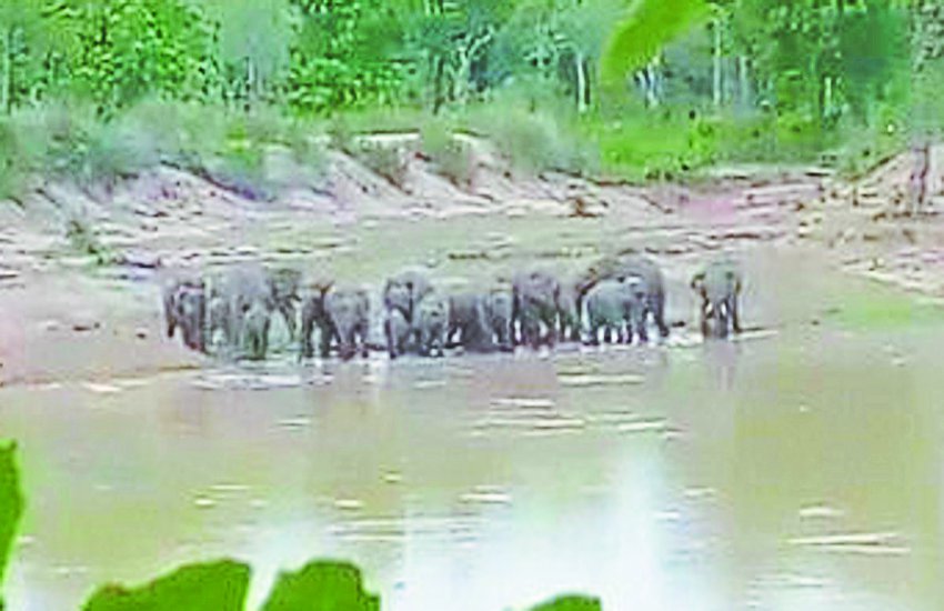 हाथियों के कारण मशाल जलाकर कर रहे रतजगा