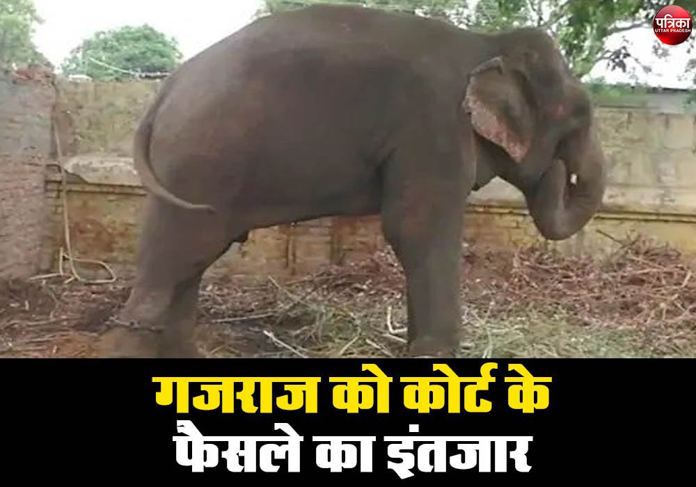 elephant in custody 