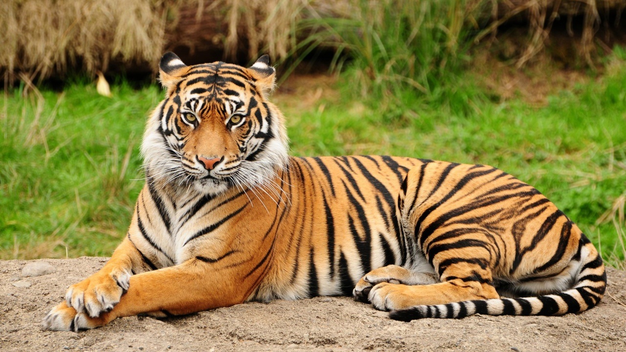 Tiger Conservation 