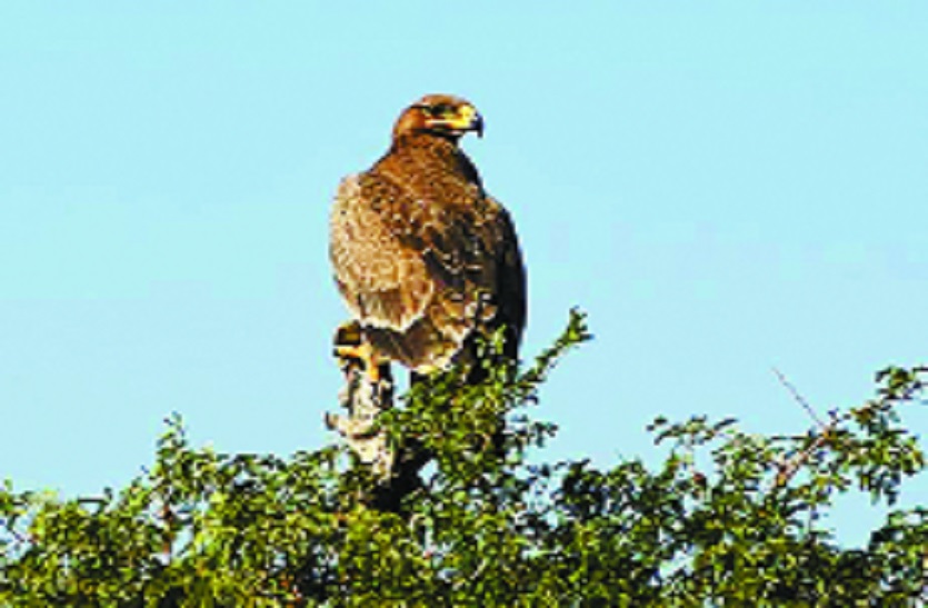 Sod Return Forgotten Migrant Anchor Falcon and Steppie Eagle